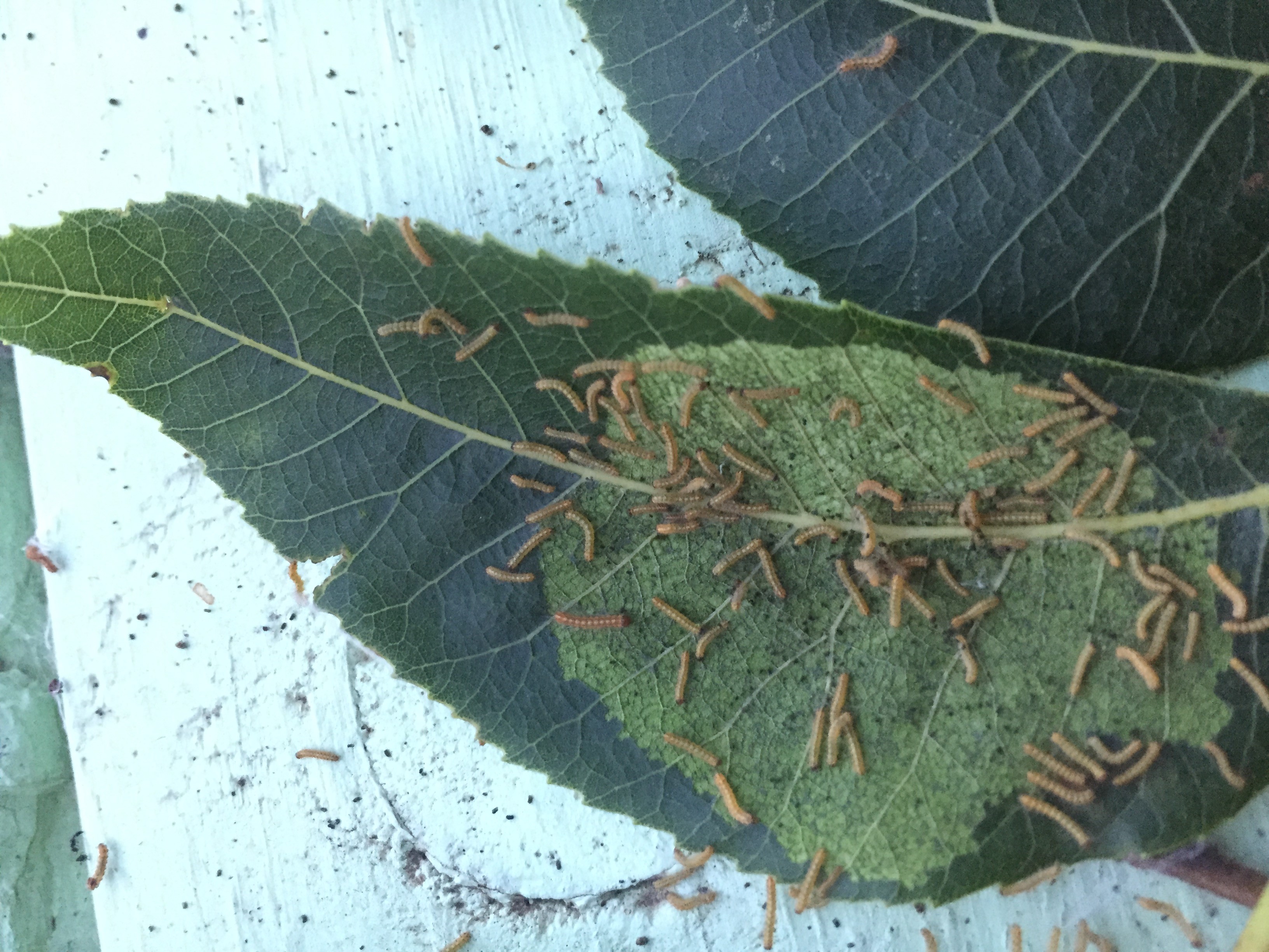 Webworm larva
